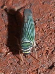 Tylozygus bifidus