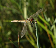 Sympetrum depressiusculum