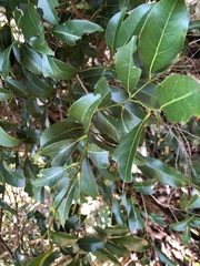 Cryptocarya sclerophylla