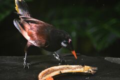 Psarocolius montezuma