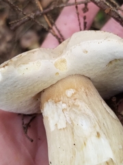 Tylopilus felleus