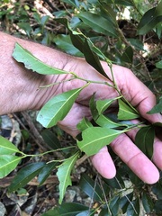 Cryptocarya sclerophylla