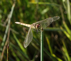 Sympetrum depressiusculum