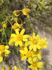 Senecio pinnatifolius
