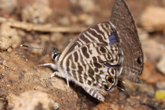 Leptotes plinius