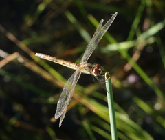 Sympetrum depressiusculum
