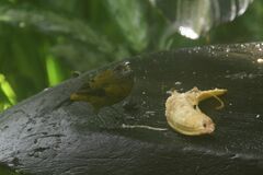 Ramphocelus passerinii