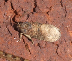 Ecdytolopha mana