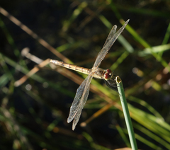 Sympetrum depressiusculum