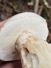 Tylopilus felleus