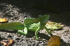 Basiliscus plumifrons