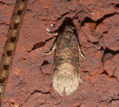Ecdytolopha mana