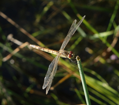 Sympetrum depressiusculum