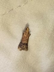 Eulogia ochrifrontella