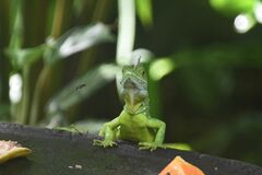 Basiliscus plumifrons