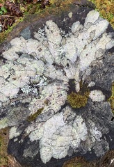 Arctoparmelia centrifuga