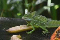 Basiliscus plumifrons