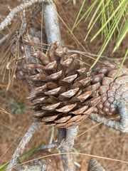 Pinus