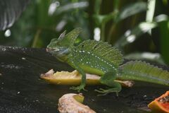 Basiliscus plumifrons