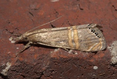 Euchromius ocellea
