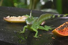 Basiliscus plumifrons