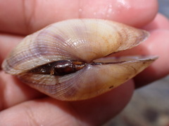 Asaphis violascens