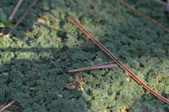 Azolla
