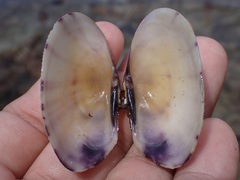 Asaphis violascens