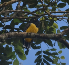 Trogon caligatus