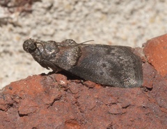 Acrobasis caryae