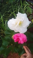 Hibiscus mutabilis