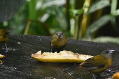 Ramphocelus passerinii