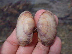 Asaphis violascens