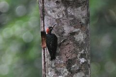 Melanerpes pucherani