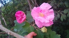 Hibiscus mutabilis