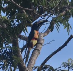 Pteroglossus torquatus