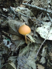 Entoloma quadratum