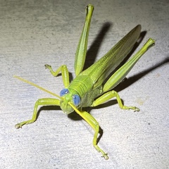 Schistocerca shoshone