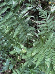 Dryopteris celsa