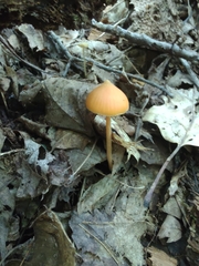 Entoloma quadratum