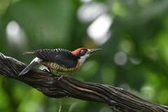 Melanerpes pucherani