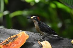 Melanerpes pucherani