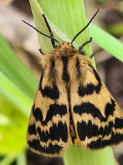 Ardices curvata