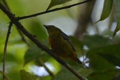 Euphonia gouldi