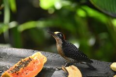 Melanerpes pucherani