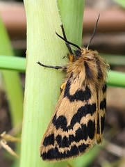 Ardices curvata