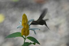 Phaethornis longirostris