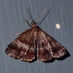 Phalaenostola larentioides