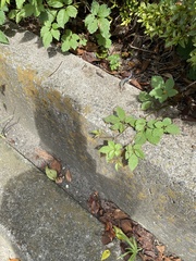 Plestiodon finitimus