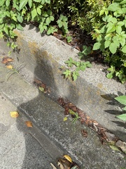 Plestiodon finitimus